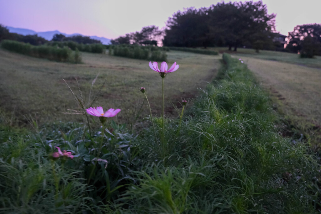 大室古墳公園の散歩道