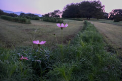 大室古墳公園の散歩道