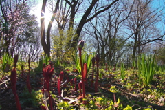 里山の春、