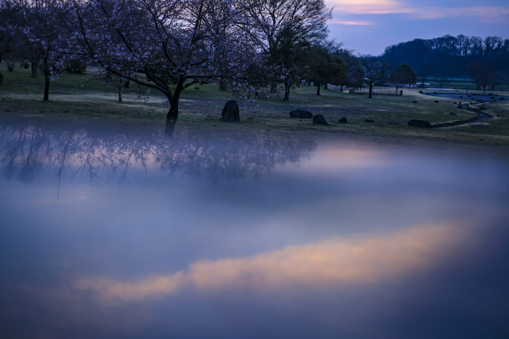 桜咲く青い朝、