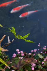 出流原湧水（通称赤見池）