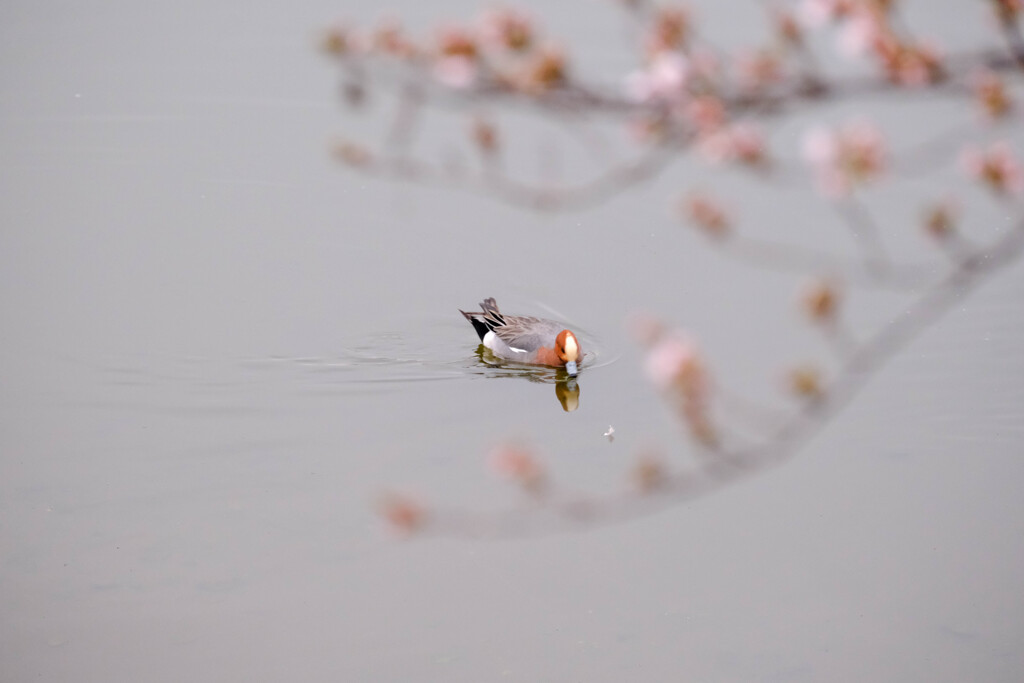 春の訪れ　