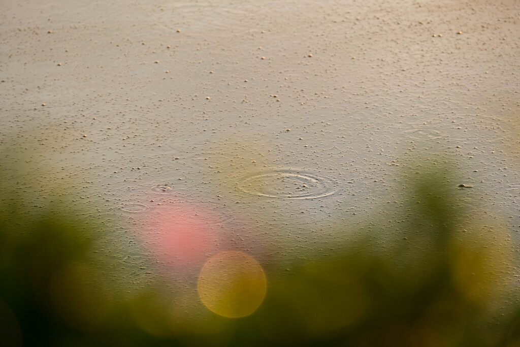 今朝も雨　（波志江沼）