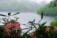 雨の湖畔（草木ダム）
