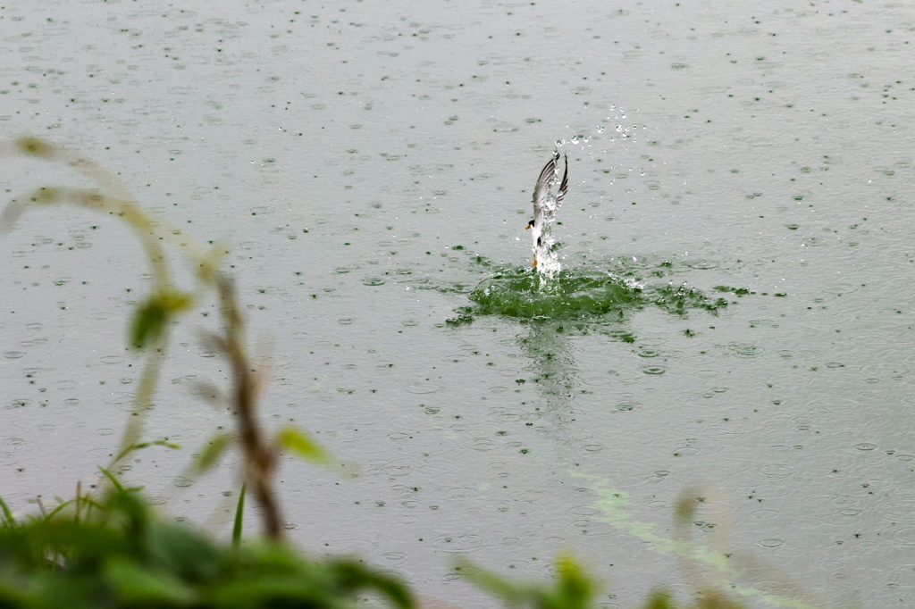 忍者みたいな野鳥、