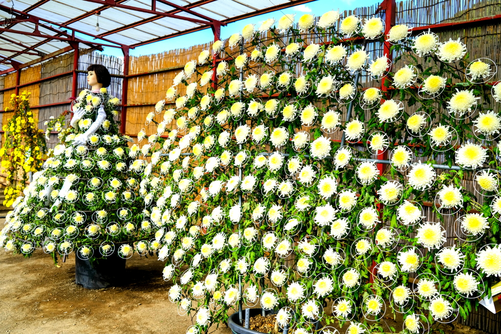 菊祭り　（ながめ余興場）