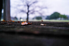 雨の散歩道 