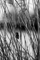 古墳公園（五料沼）