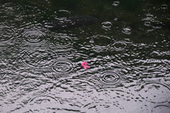 雨の朝 通称弁天池　