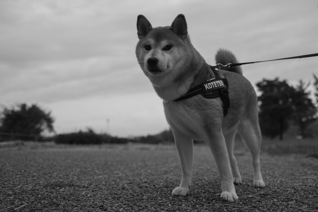 散歩道　