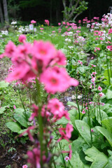 日光市上三依水生植物園 