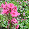 日光市上三依水生植物園 