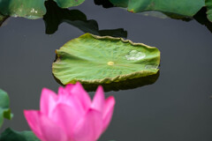 蓮池　