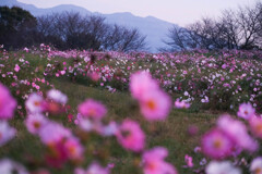もうすぐ冬