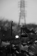 雨の蓮池　