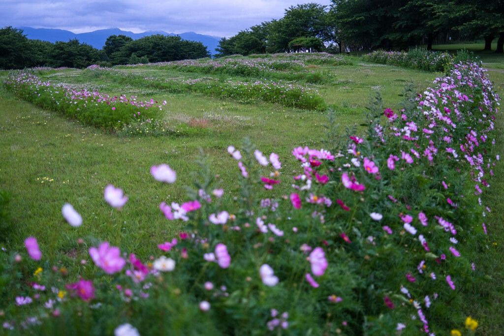 古墳公園の朝