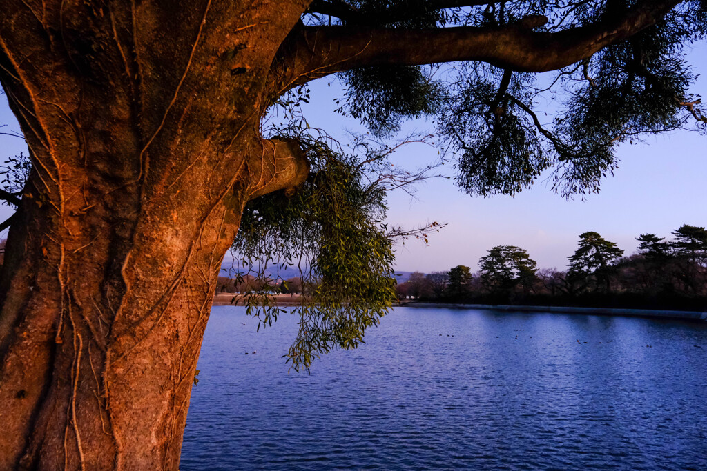 夜明けの大室公園