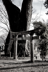 川田の大ケヤキ、
