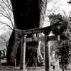 川田の大ケヤキ、