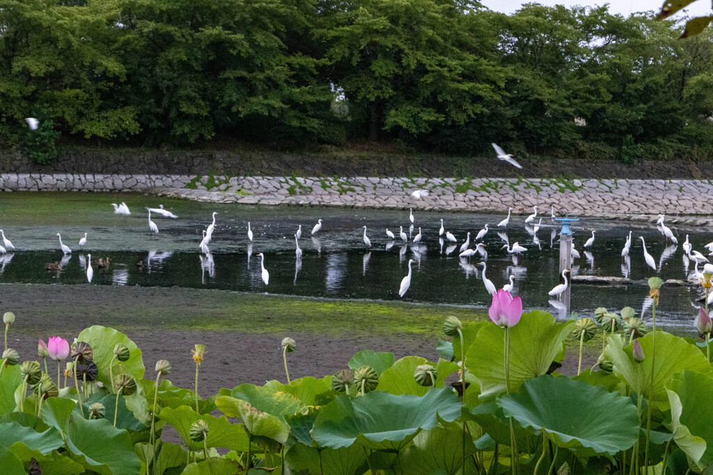 野鳥の楽園