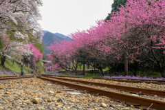 渡良瀬渓谷鉄道-6633