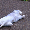 朝から眠い