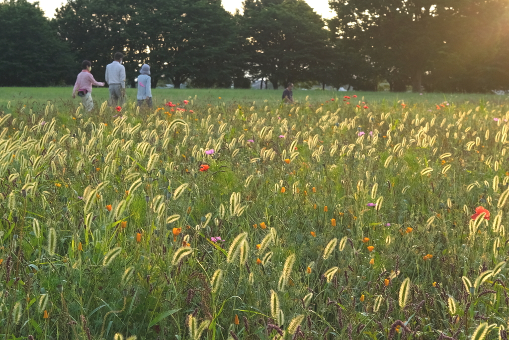 公園の朝　大室 古墳