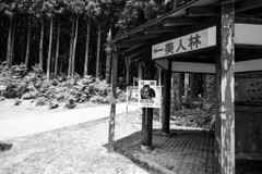 美人林　