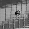 橋下の渡り鳥