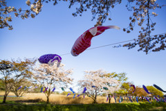 太目の鯉のぼり、