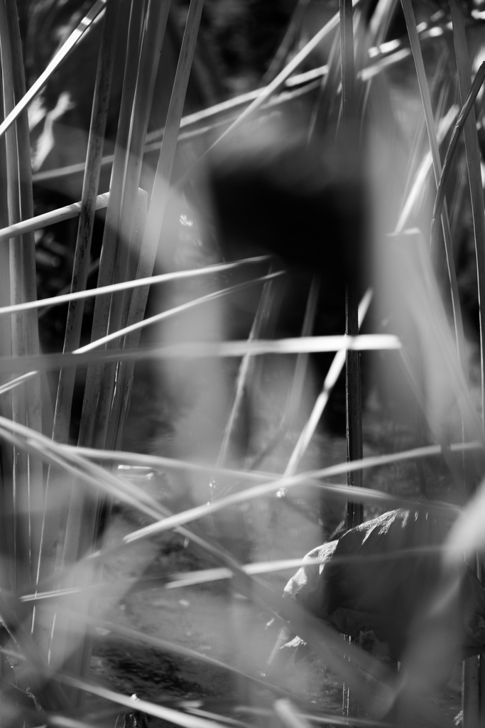 散歩道（伊与久沼）