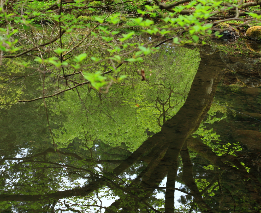 名も知れぬ小さな池で、