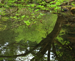 名も知れぬ小さな池で、