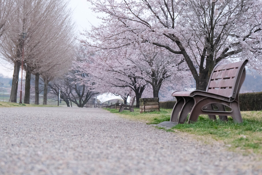 散歩道　（古墳公園）