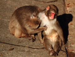 冬のひだまり、w