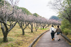 春の小路