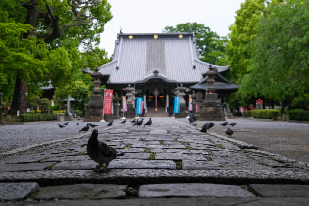 鑁阿寺
