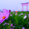 縁日の朝
