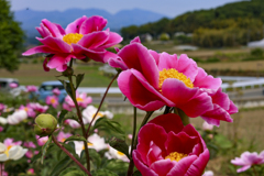 鹿田山