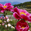 鹿田山