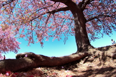 散る桜　残る桜も散る桜、