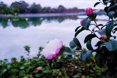 湖畔散歩