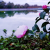 湖畔散歩