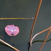 枯れ池の春