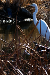 散歩道（伊与久沼）Ⅱ