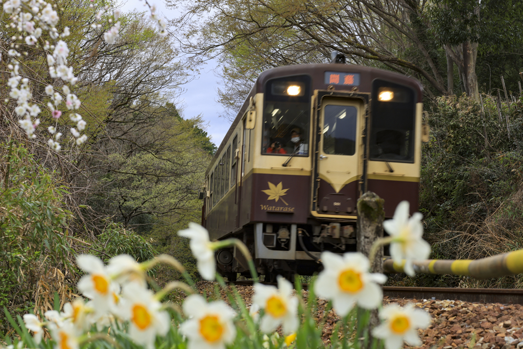 中野駅の春、