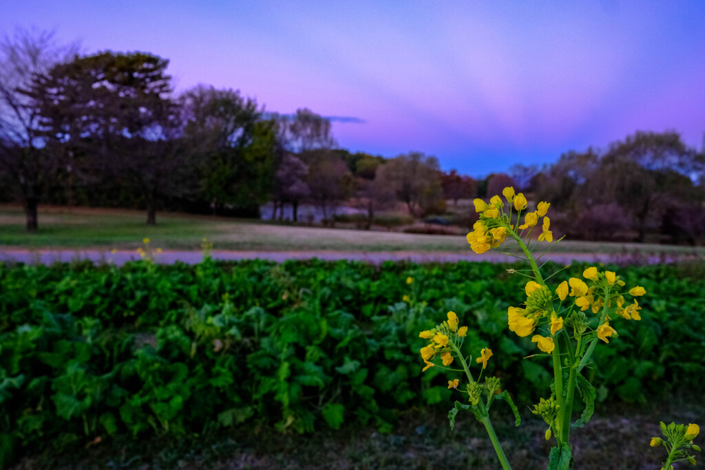 冬の花？