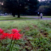 朝の公園