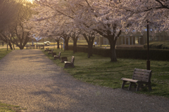 桜の下で、