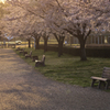 桜の下で、